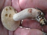 Retiboletus griseus image