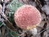 Suillus spraguei image
