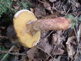Suillus spraguei image