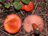 Lactarius substriatus image