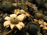 Geastrum velutinum image