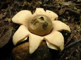 Geastrum velutinum image