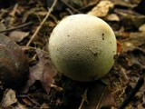 Geastrum velutinum image