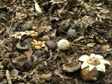 Geastrum velutinum image