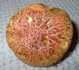 Amoenoboletus weberi image