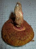 Amoenoboletus weberi image