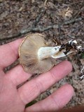 Stropharia hardii image