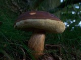 Boletus badius image