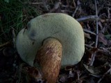 Boletus badius image