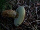 Boletus badius image