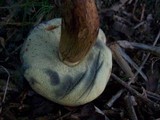 Boletus badius image