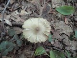Entoloma rhodopolium image