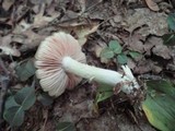 Entoloma rhodopolium image