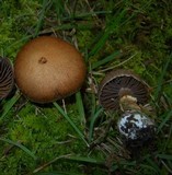 Cortinarius torvus image
