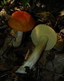 Boletus longicurvipes image