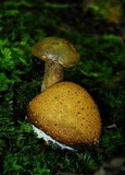 Pseudoboletus parasiticus image