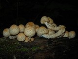 Pholiota squarrosoides image