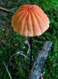 Marasmius siccus image