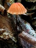 Marasmius siccus image