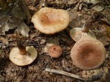 Lactarius mutabilis image