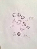 Panaeolus subbalteatus image