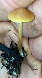 Agrocybe arvalis image