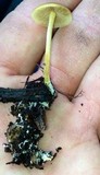 Agrocybe arvalis image