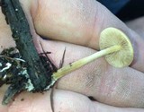 Agrocybe arvalis image