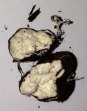 Agrocybe arvalis image