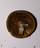 Agrocybe arvalis image