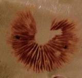 Agrocybe arvalis image
