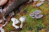 Cantharellula umbonata image