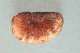 Climacocystis borealis image