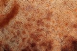 Climacocystis borealis image