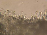 Climacocystis borealis image