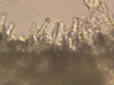 Climacocystis borealis image