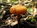 Cortinarius distans image