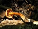 Cortinarius distans image