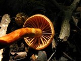 Cortinarius distans image