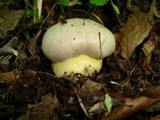 Boletus radicans image