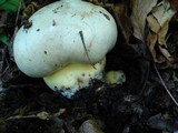 Boletus radicans image