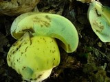 Boletus radicans image