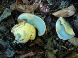 Boletus radicans image