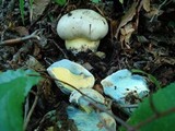 Boletus radicans image