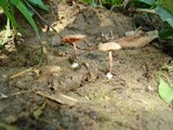 Tubaria conspersa image