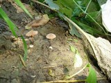Tubaria conspersa image