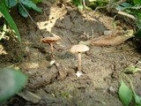 Tubaria conspersa image