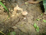 Tubaria conspersa image