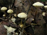 Marasmius delectans image