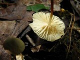 Marasmius delectans image